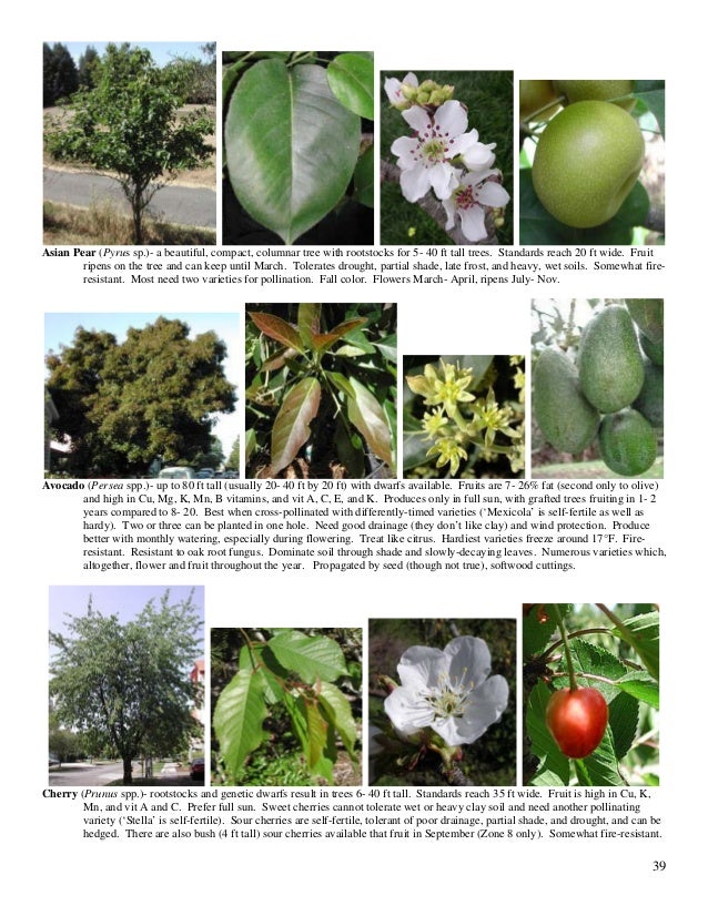 Asian pear oak root fungus Dull aching pain around anus